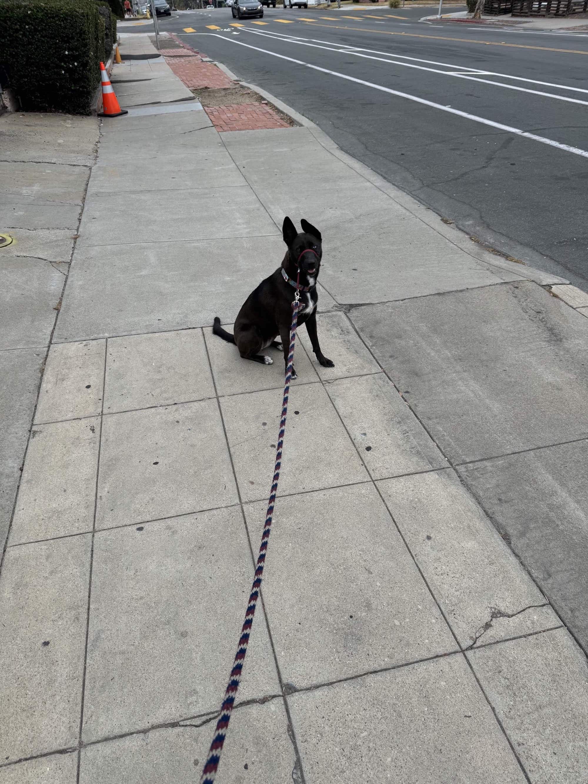 A picture of a black dog named Bowie sitting, taken on July 6 2024 at 8:06 am